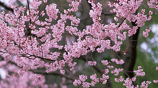 still life photo of pink petal tree HD wallpaper