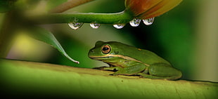 green frog HD wallpaper
