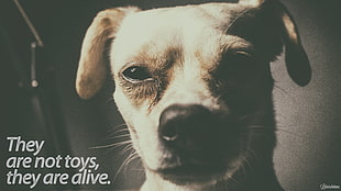 adult brown Chihuahua with text overlay, dog, black, white, sepia HD wallpaper