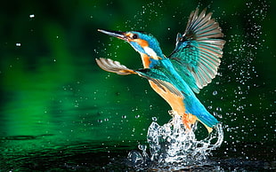 blue and brown hummingbird, kingfisher, water, splashes, birds HD wallpaper