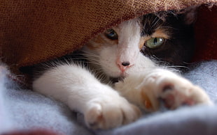 Calico cat on blue textile