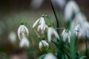 white Snowdrop flowers in selective photo HD wallpaper