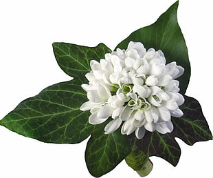 white clustered flowers with green leaves