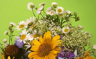 yellow Daisy and white Aster flowers