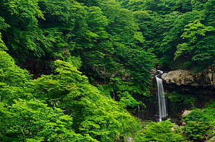 green leafed tree, nature, landscape, forest, tropical forest