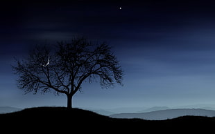 silhouette photo of tree during nightime HD wallpaper