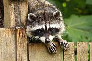 gray Raccoon on brown wooden pallet HD wallpaper