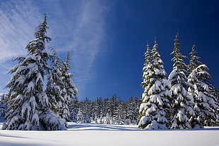 snow covered pine trees under clear blue sky HD wallpaper