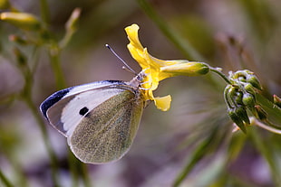 selective photography of white and black butterfly in yellow petaled flower HD wallpaper