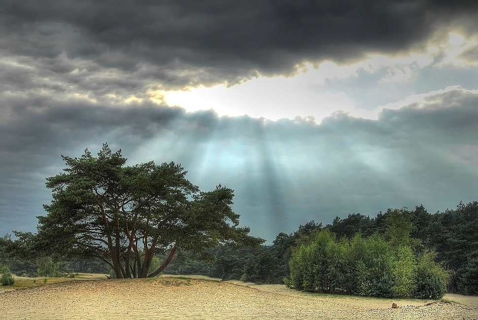 green trees under cloudy sky during daytime HD wallpaper