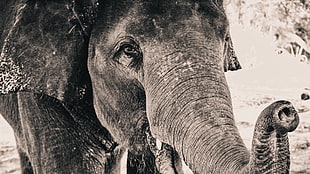 black elephant, elephant, closeup, gray, animals HD wallpaper
