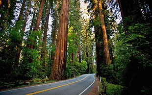 green leaf tree, road, sequoias, redwood, nature HD wallpaper
