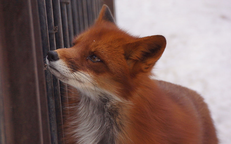 photo of fox beside brown wooden rail HD wallpaper