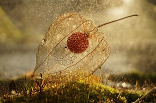 close-up photo of Physalis