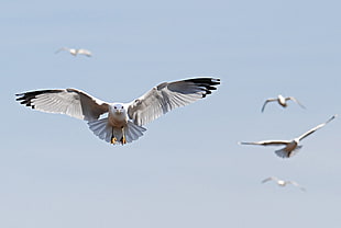 five Franklin's Gulls flying above sky during daytime HD wallpaper