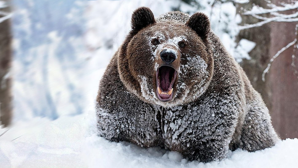 brown bear, snow, animals, bears HD wallpaper