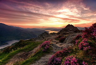 landscape photo of flowery mountain, highland