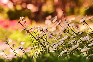 nature, field, flowers, summer