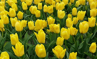 yellow Tulip flower field HD wallpaper