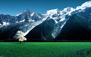 white leafed tree, grass, mountains, France, Bossons Glacier HD wallpaper