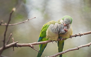 two green birds, birds, parrot, branch, lovebirds HD wallpaper