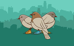 three gray pigeons with sneakers illustration