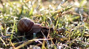 brown and beige garden snail near grass HD wallpaper