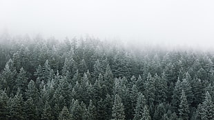 bed of pine trees