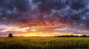 green grass, nature, HDR, sunset, landscape