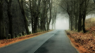 grey pavement, nature, trees, forest, branch