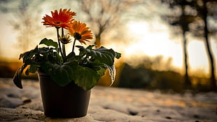 three potted flowers HD wallpaper