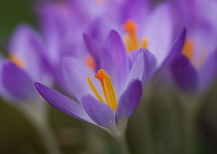 tilt shift photo of purple Crocus flower HD wallpaper