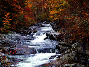 stream in forest