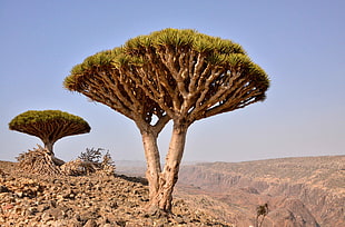 brown and green tree on dry land