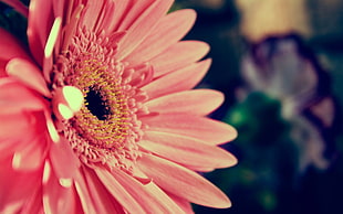 pink and white flower painting, pink flowers, flowers, nature, macro