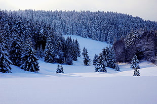 Forest coated of snow photography HD wallpaper