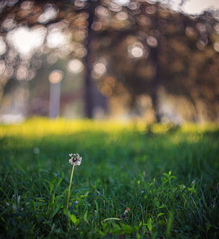 bokeh photo of white dandelion on green field