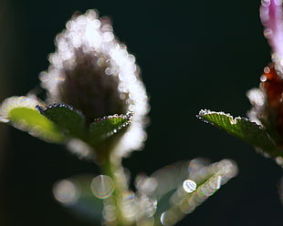 selective focus photography of flower