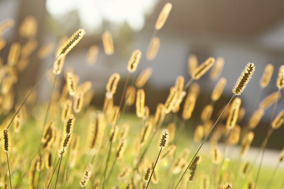 selective focus photography of grasses HD wallpaper