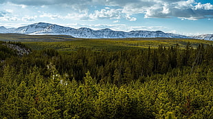 green forest, nature, mountains, sky, forest