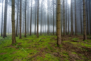 photo of forest filled with tall trees HD wallpaper