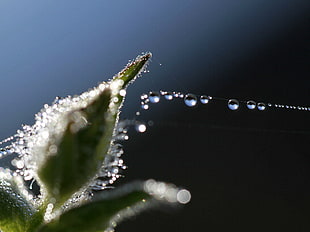 close up photography of water dew on leaf HD wallpaper