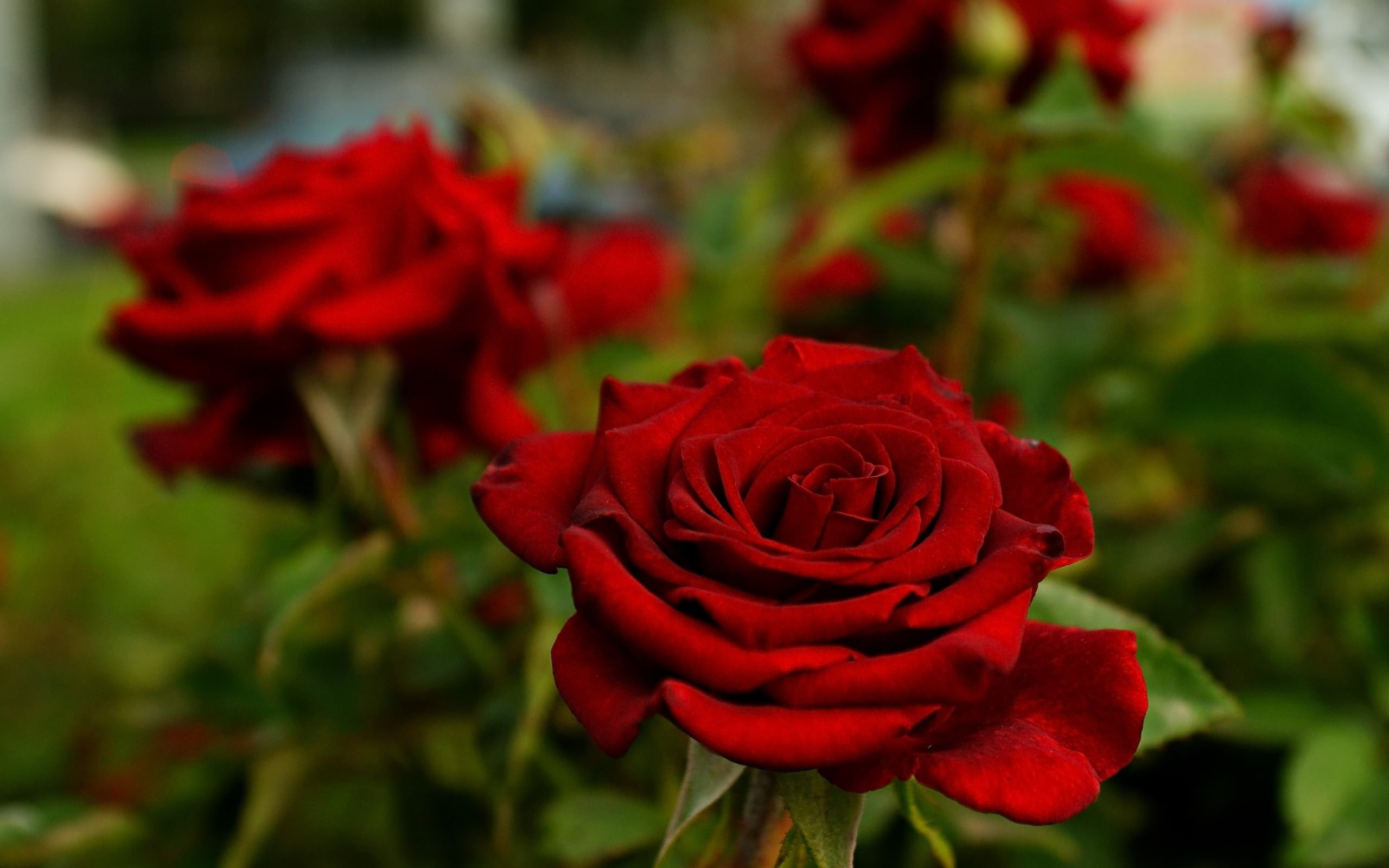 red and yellow petaled flower, flowers, rose, depth of field, nature