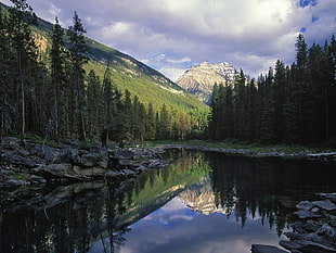 river with forest near mountain during daytime HD wallpaper