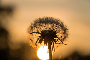 white Dandelion flower at sunset