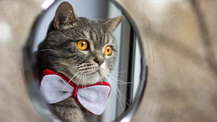 gray cat, cat, bowtie, animals, mirror HD wallpaper