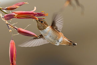photography of brown and white Humminbird, hummingbird, selasphorus, allen HD wallpaper