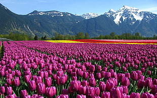 field of purple tulips flowers, nature HD wallpaper
