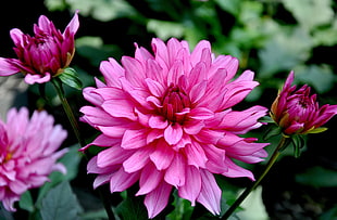 shallow focus photography of pink flower