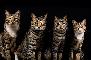 four brown tabby cats, animals, cat, black HD wallpaper